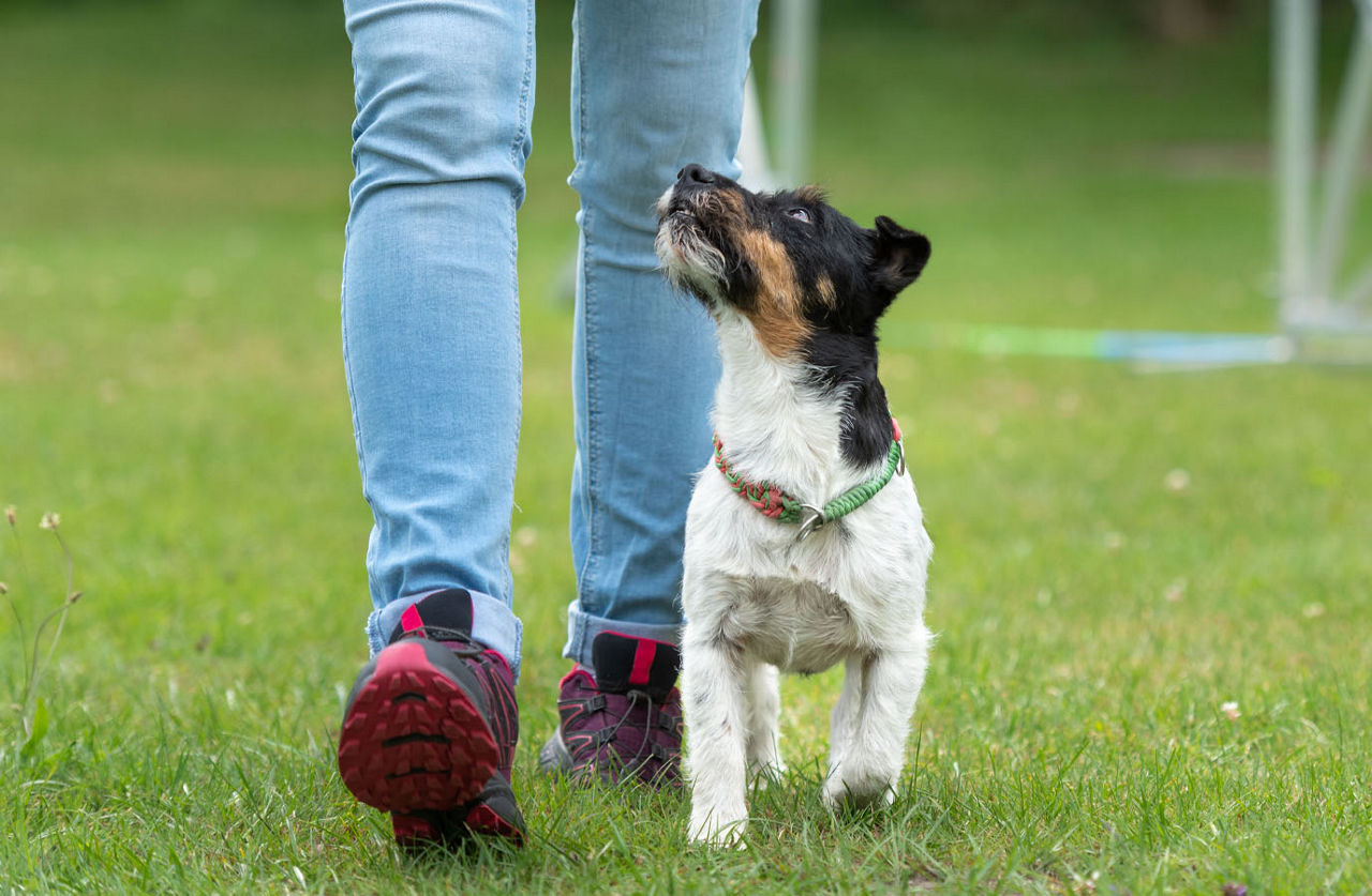 dog with trainer walking