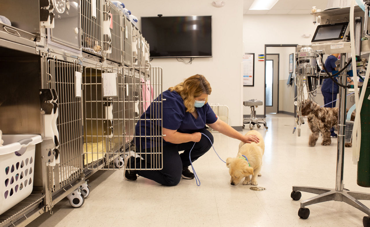 Dog with vet