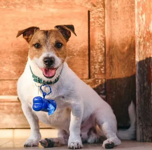 Dog Cleaning and Potty