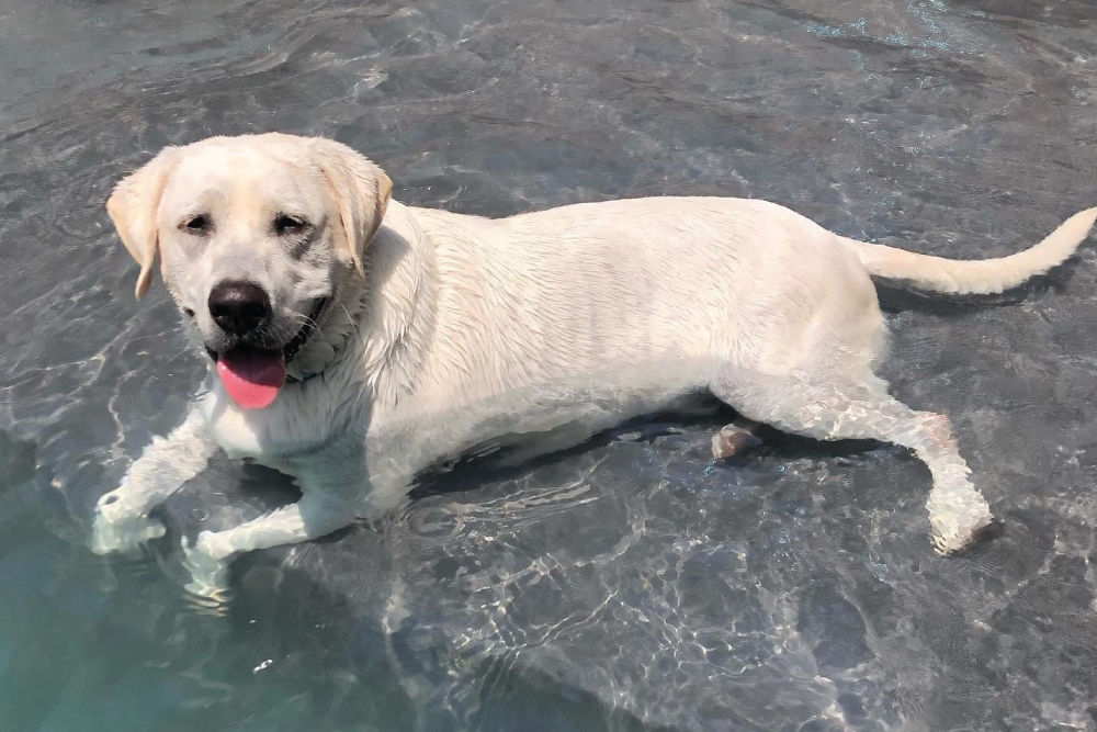 dog water pool