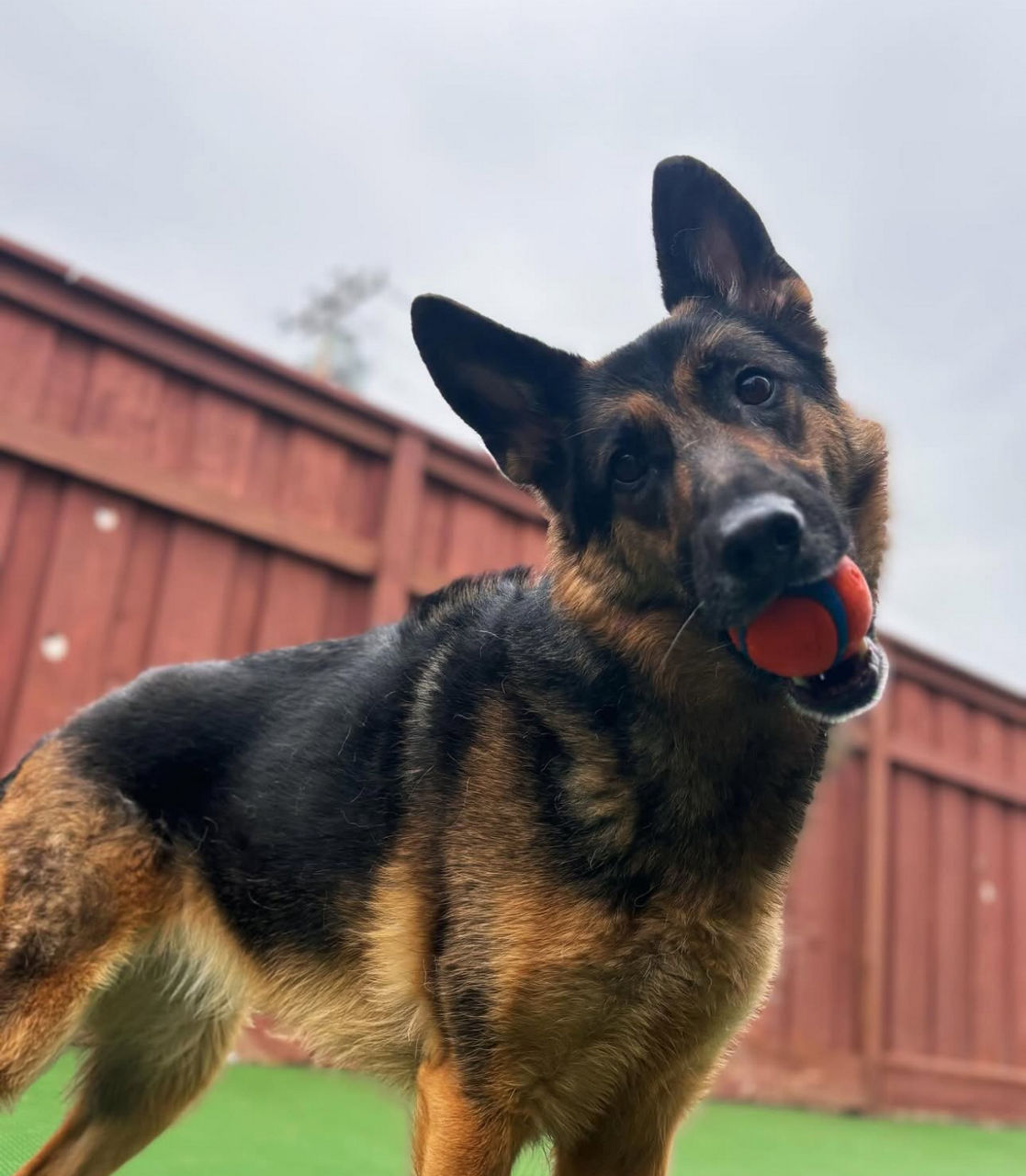 German Shepard with Orange Ball