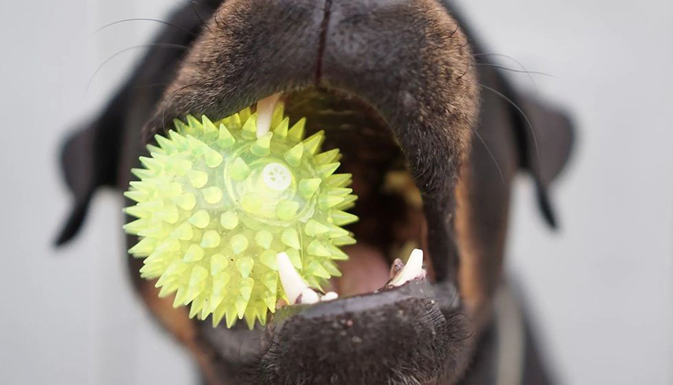 Dog with ball in its mouth