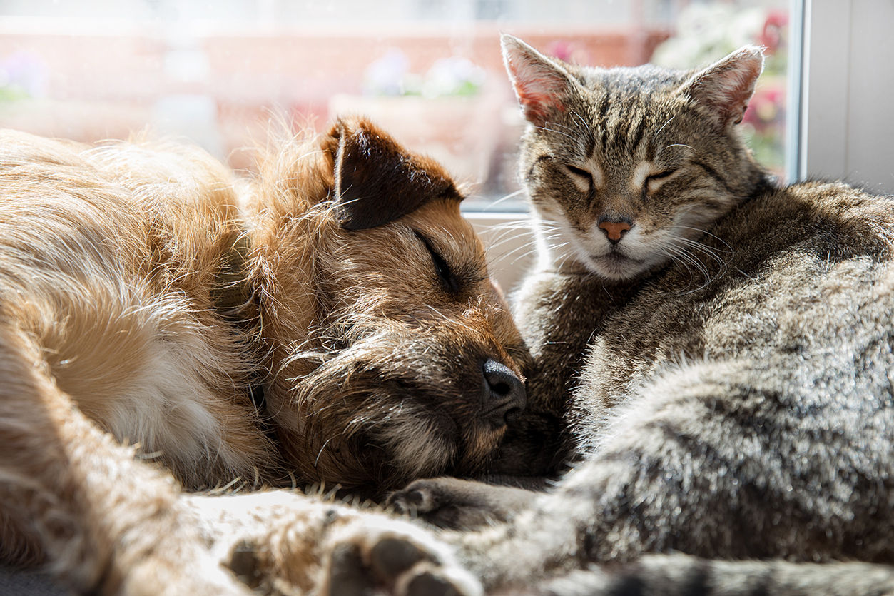cat and dog sleeping together