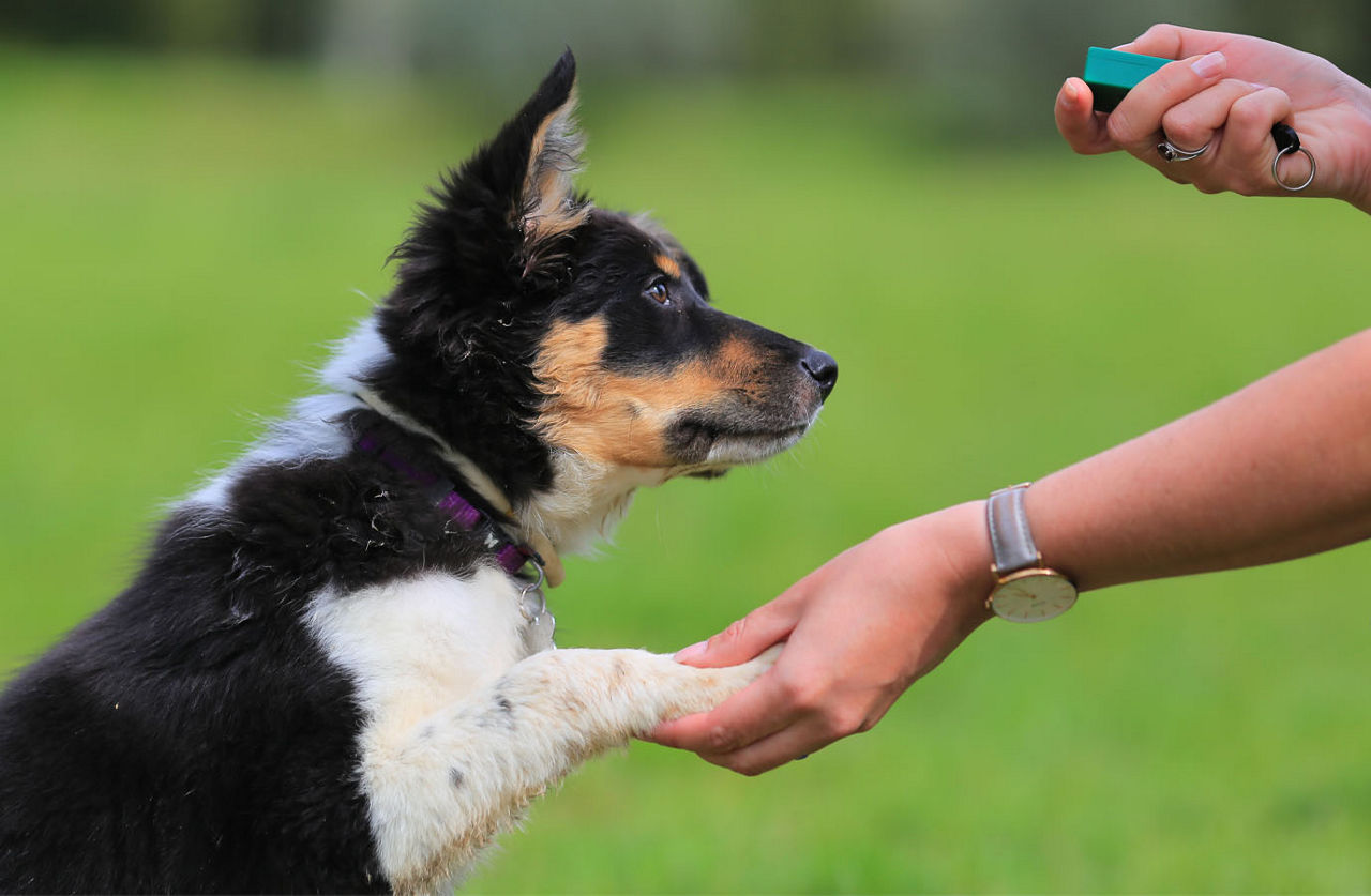 Woman training the dog