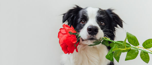 Dog with rose in mouth