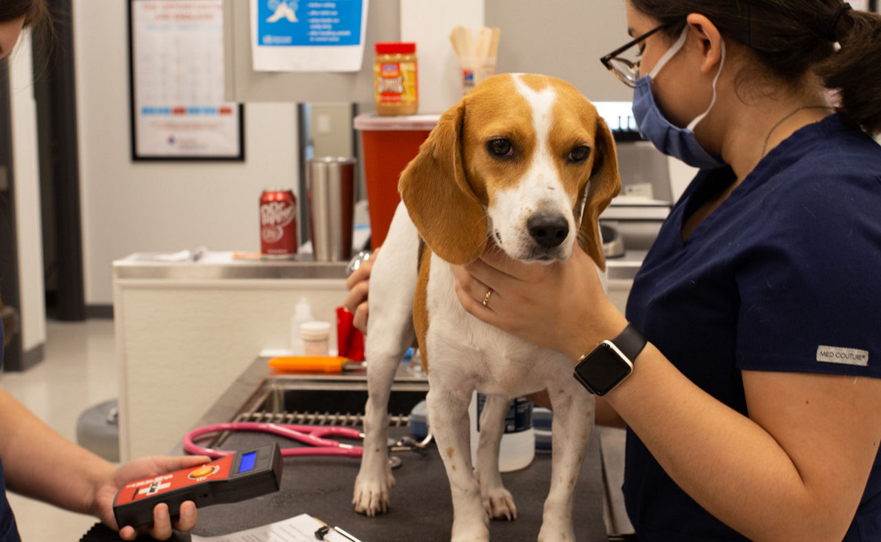 dog with vet