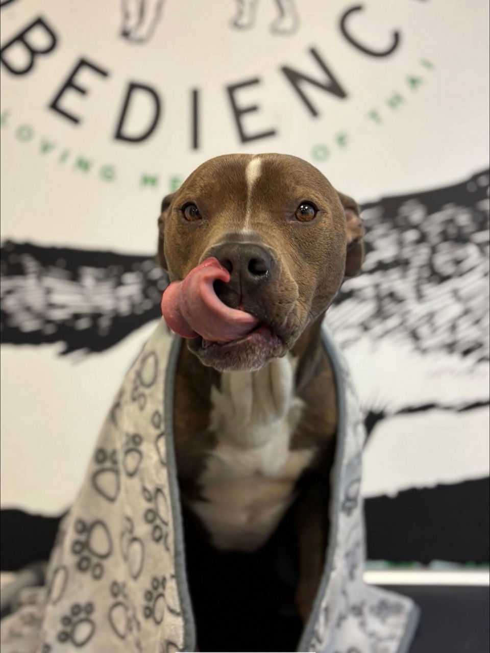 Dog with tongue out