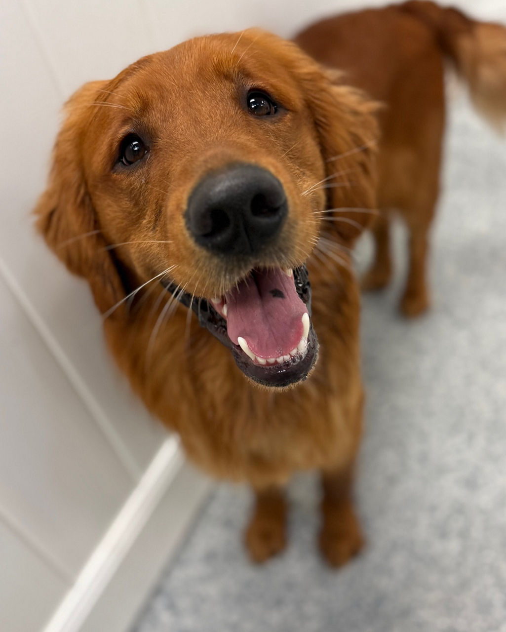 Smiling Golden Retriever