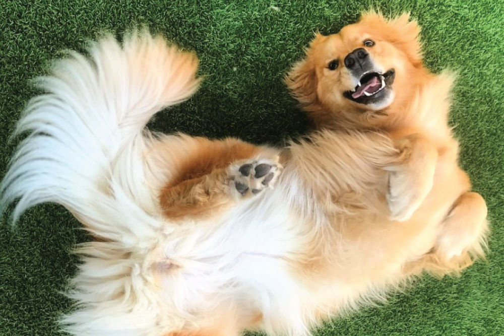 dog-laying-outside-panting-happy