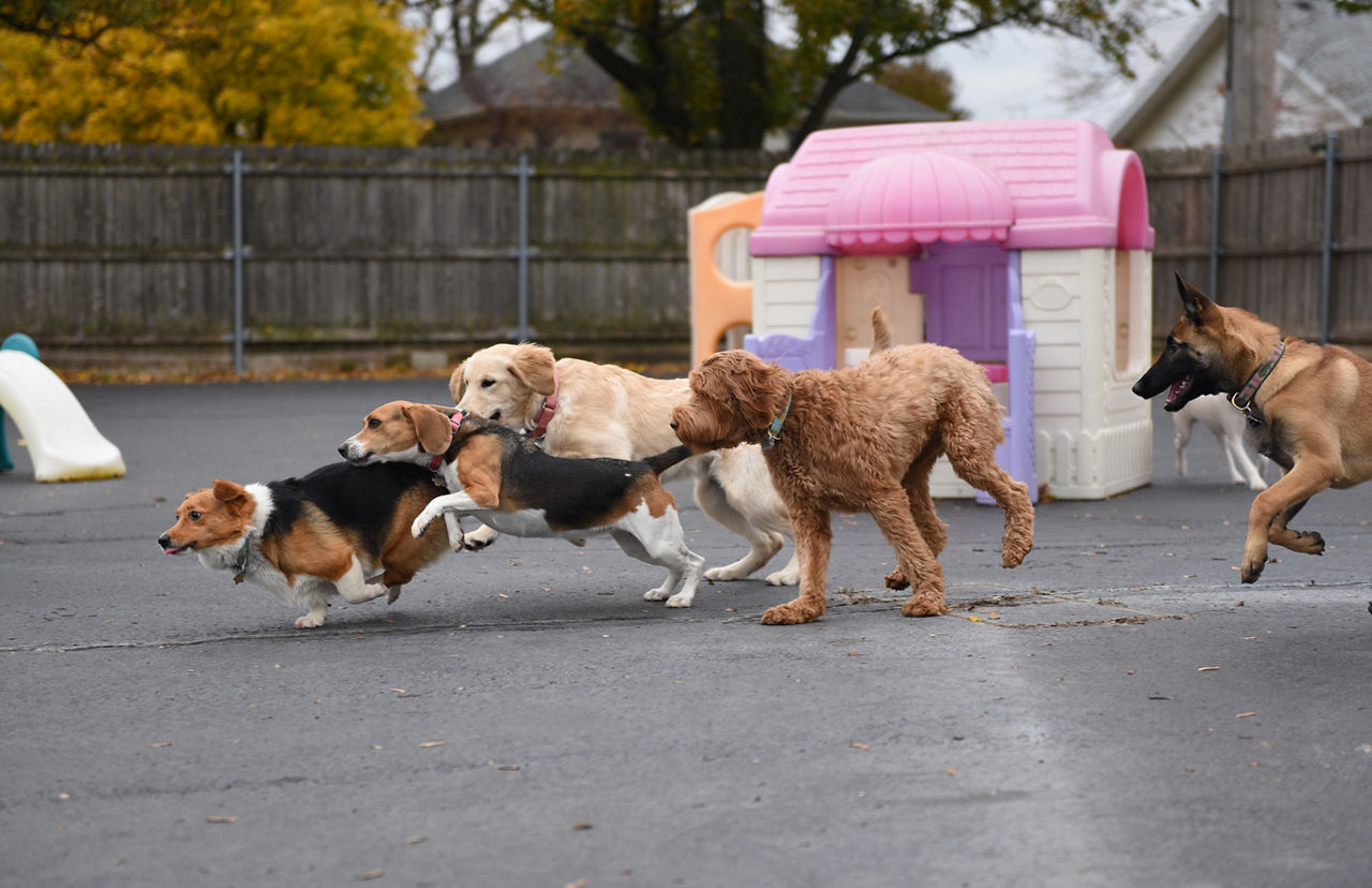 three dogs playing with orange tennis ball.