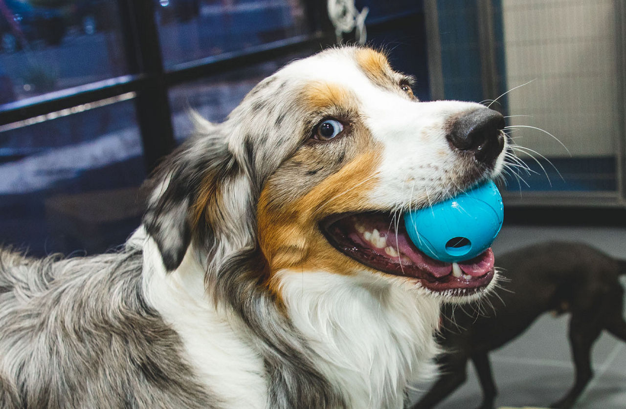 dog holding blue ball