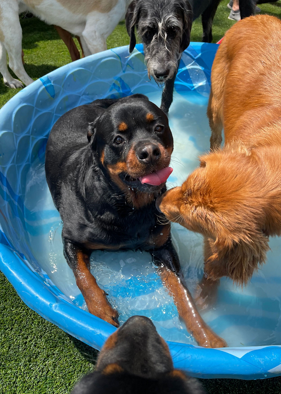dogs-baby-pool-outside-daycare