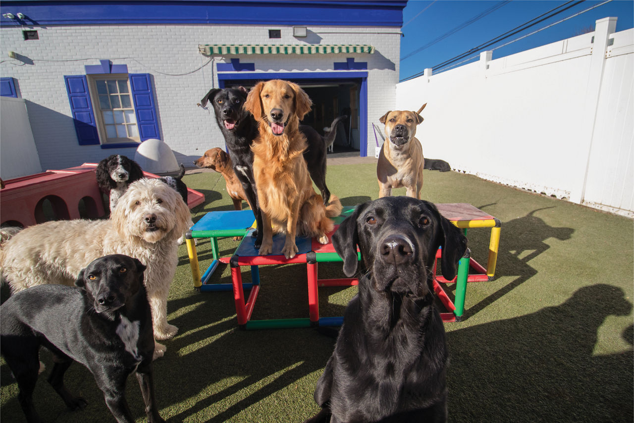 Dogs daycare playing