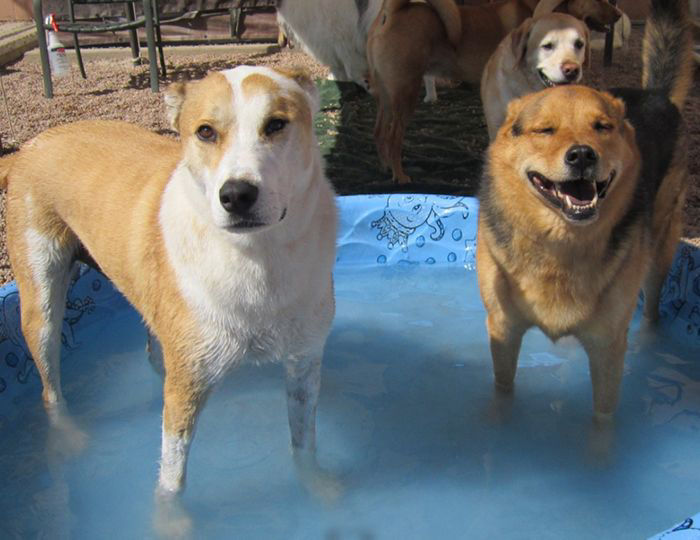 Dogs enjoying in pool