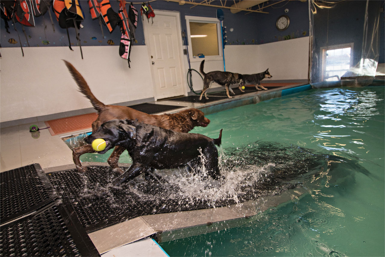 Dog entering in pool