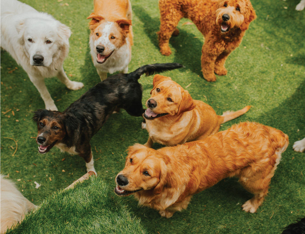 dogs-smiling-grass