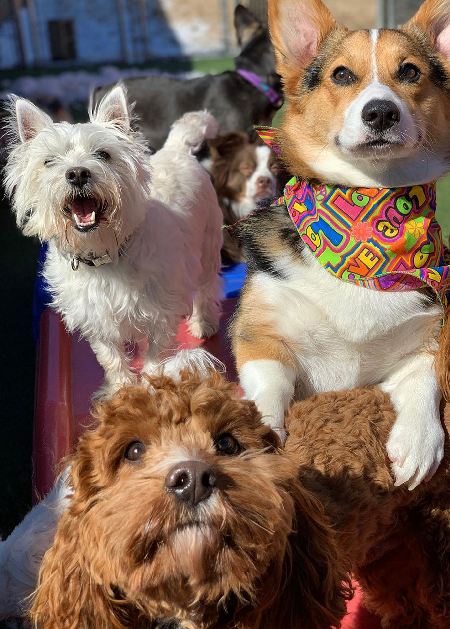 dogs-group-outside-daycare