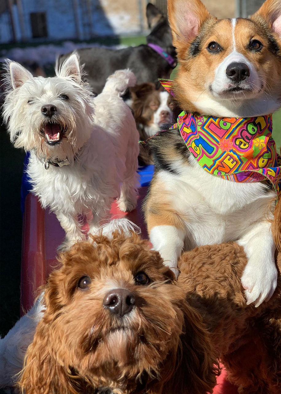 group of dog at daycare