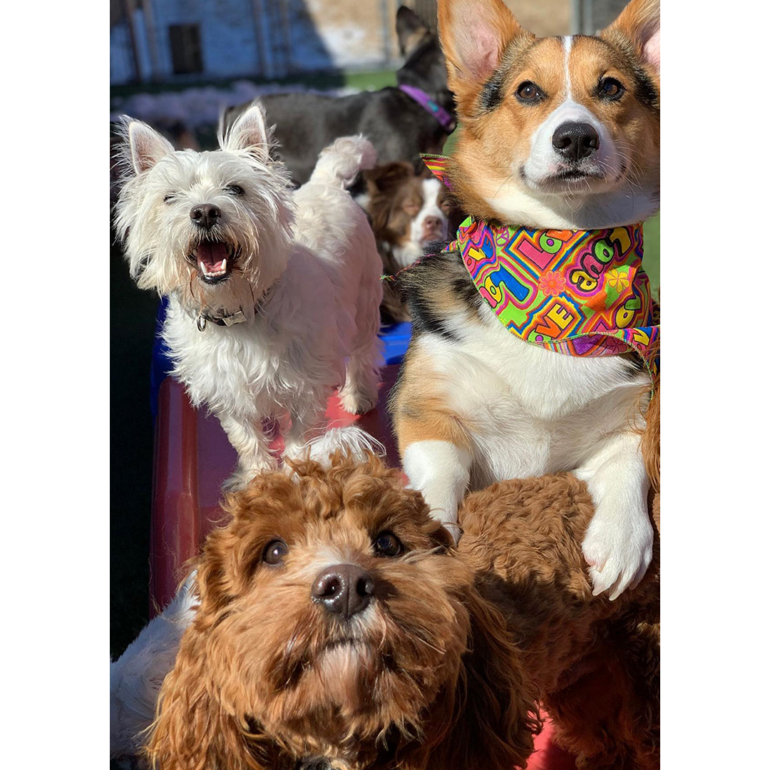 dogs-group-outside-daycare