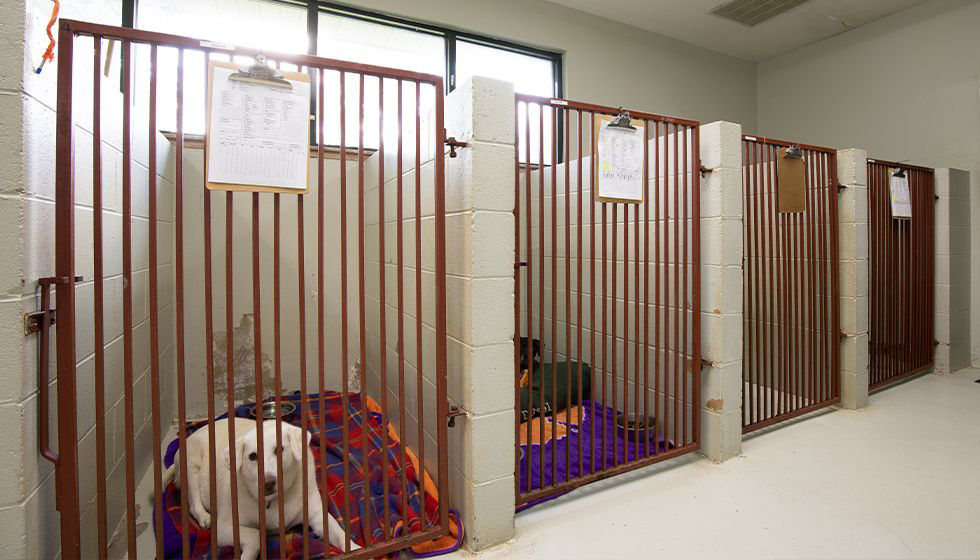 dogs resting in their rooms