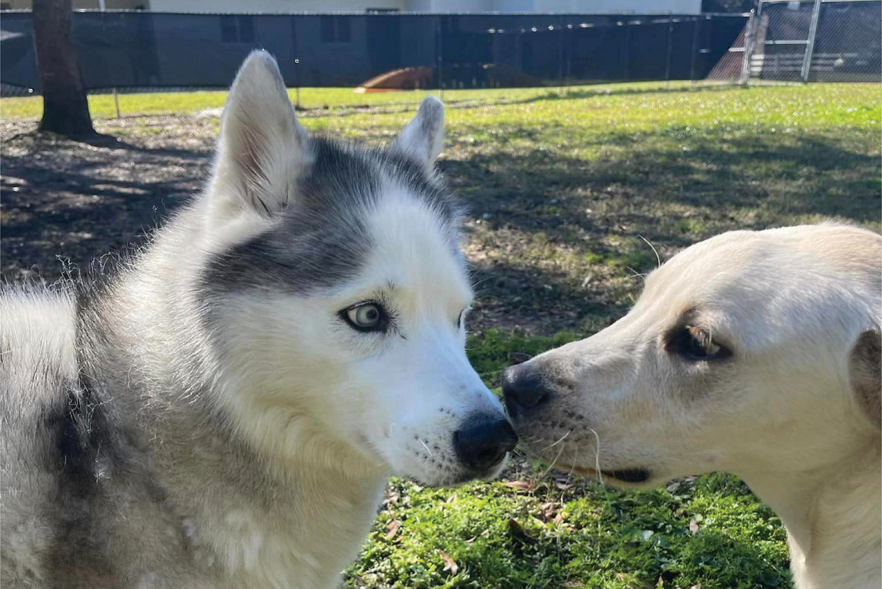 dog kissing