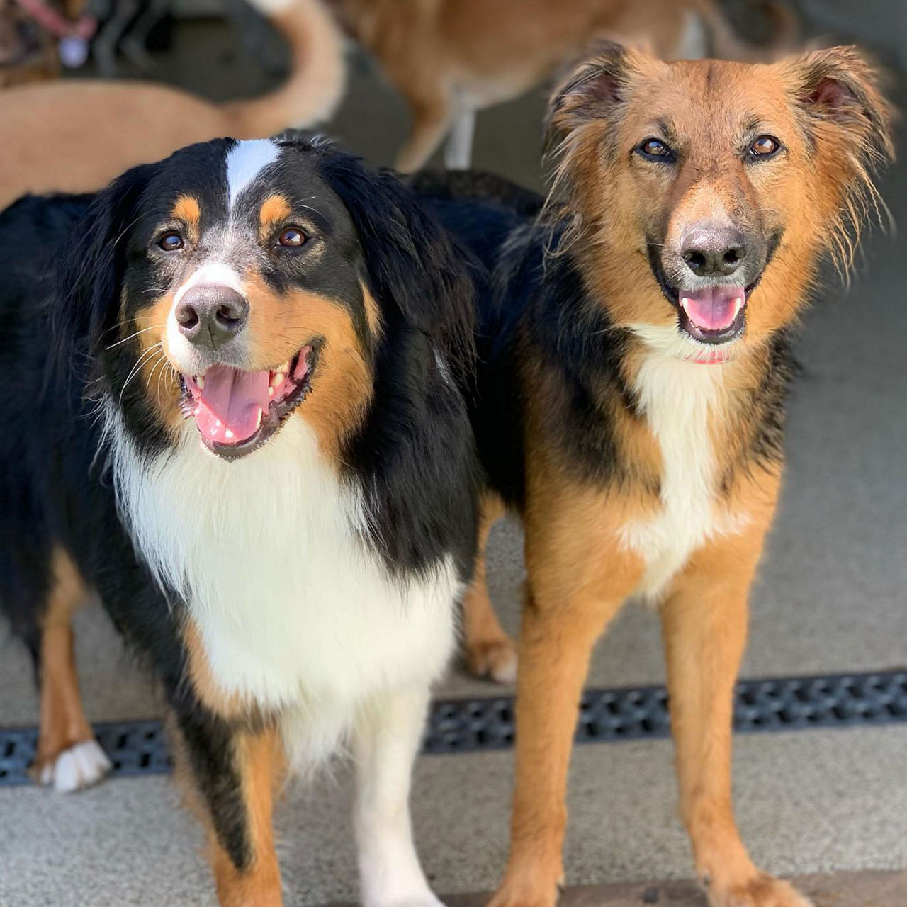 Happy dogs at Daycare