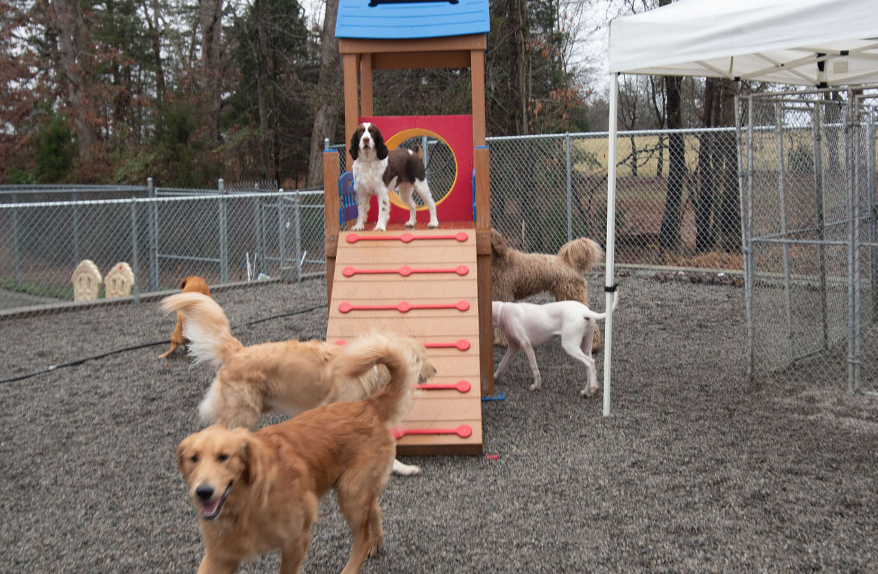 Home Country Kennel in Greensboro