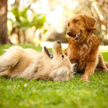 two dogs playing