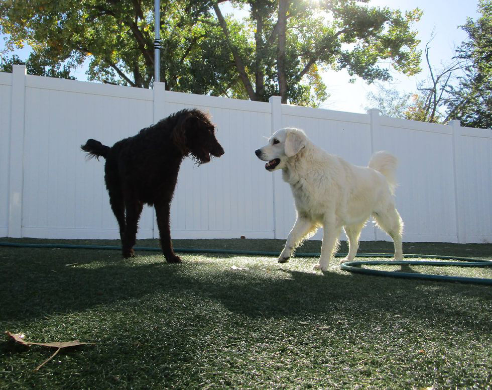 Two dogs playing