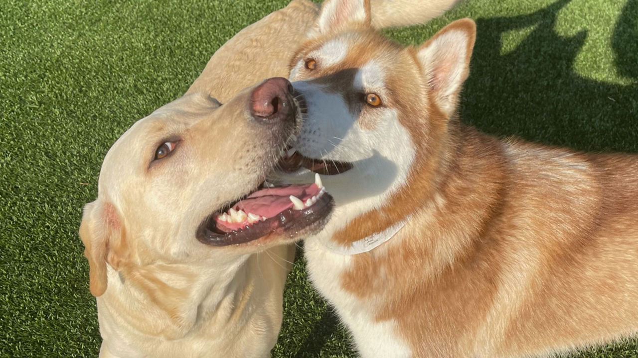 three-dogs-playing