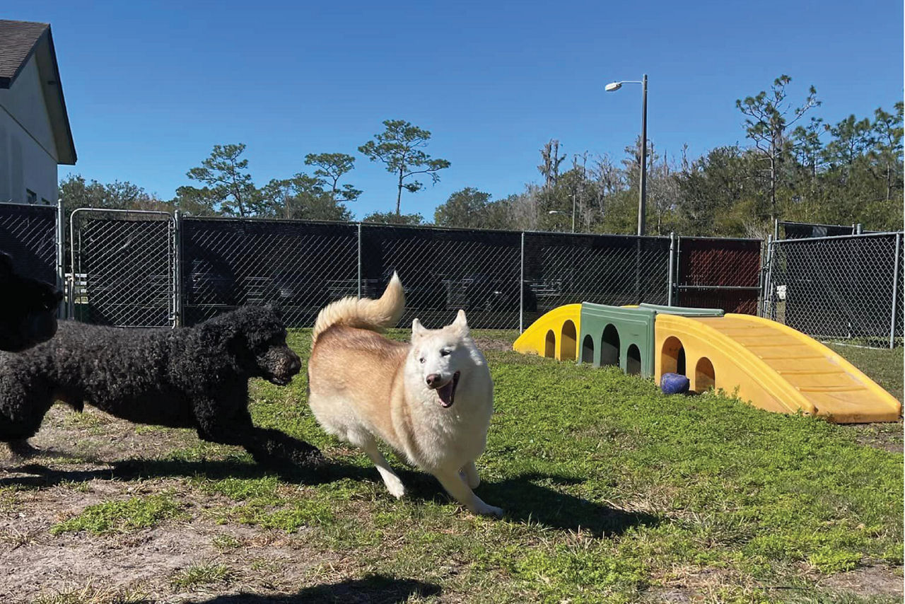 Dogs playing at daycare