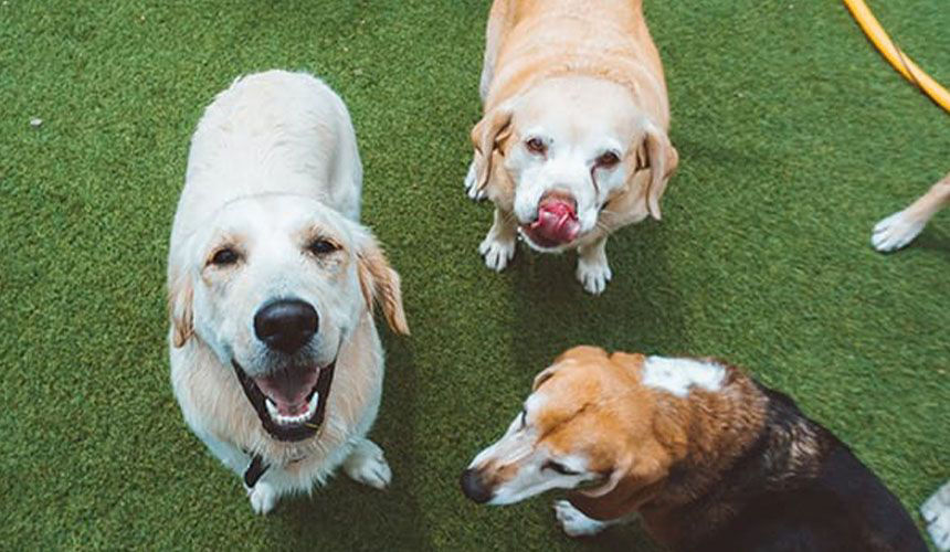 Dogs playing in grass