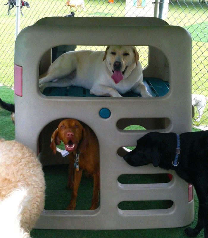 dog playing in pet toy outside