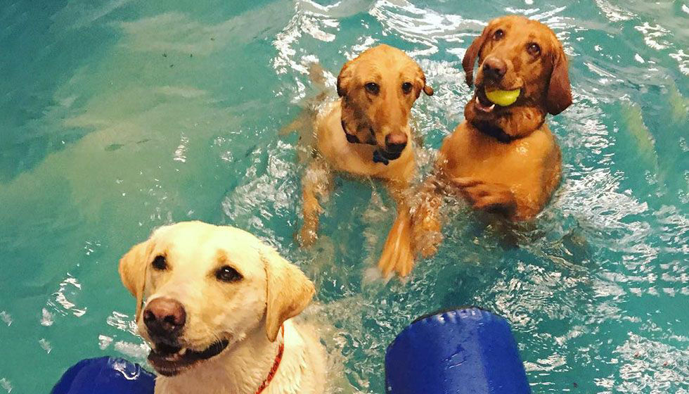 Dogs playing with ball in the pool