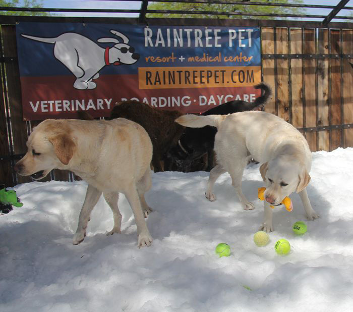 a group of dogs jumping into a pool for a ball at the raintree pet resort