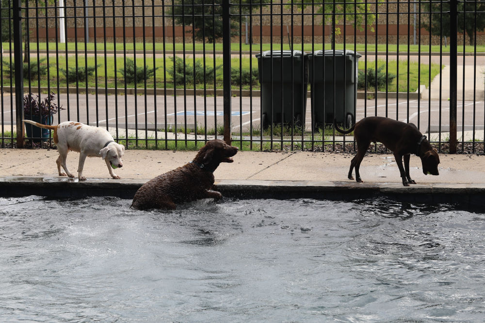 dogs playing pool