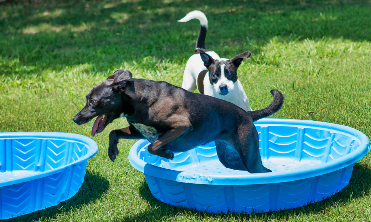 Dog Playing