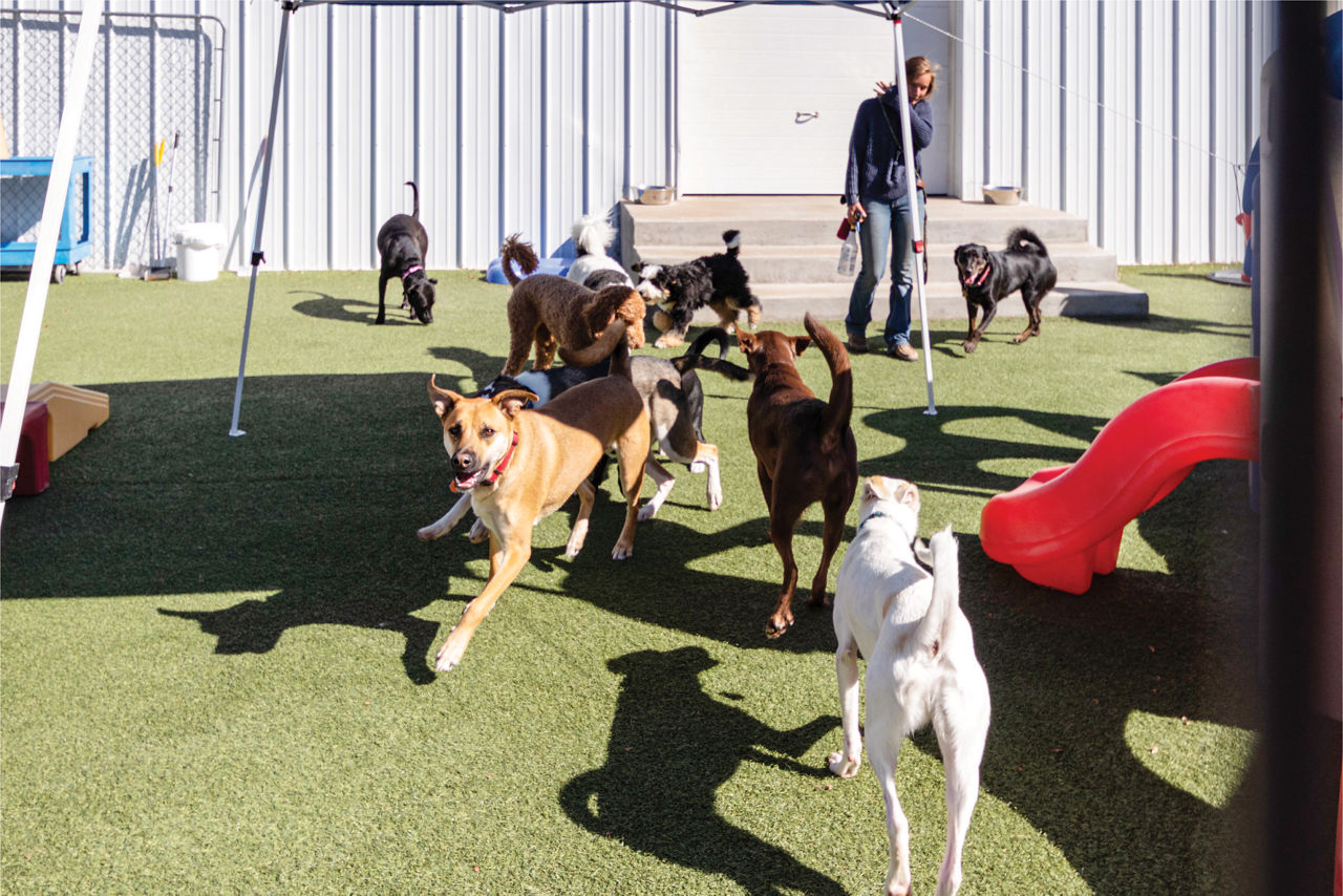 dogs-running-grass