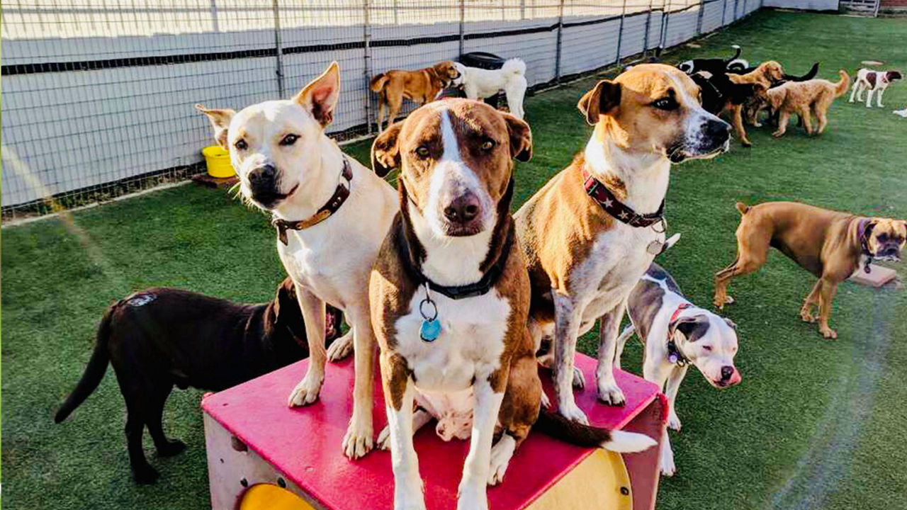 dogs-sitting-outside-perch-daycare