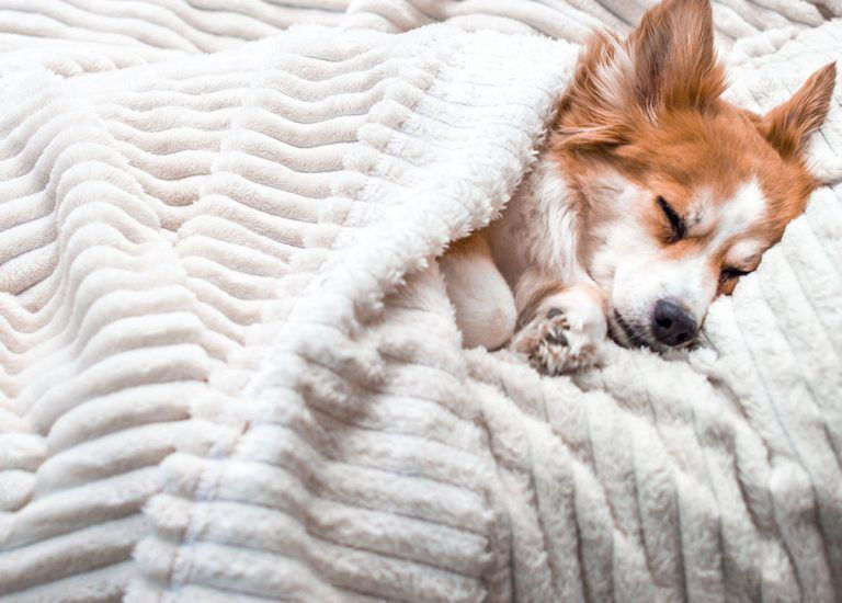 Dog sleeping on white blanket