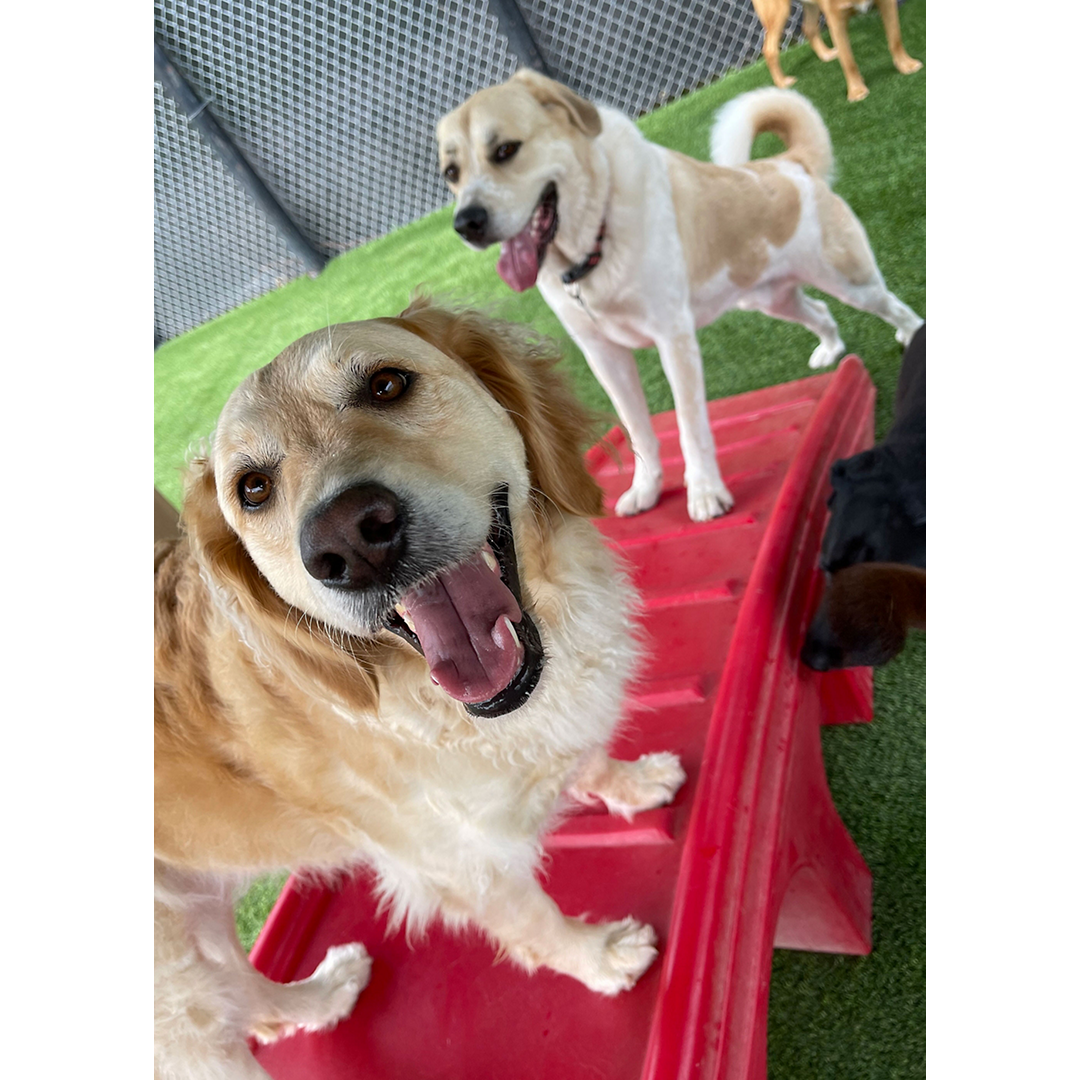 dogs-smiling-playing-outside-daycare
