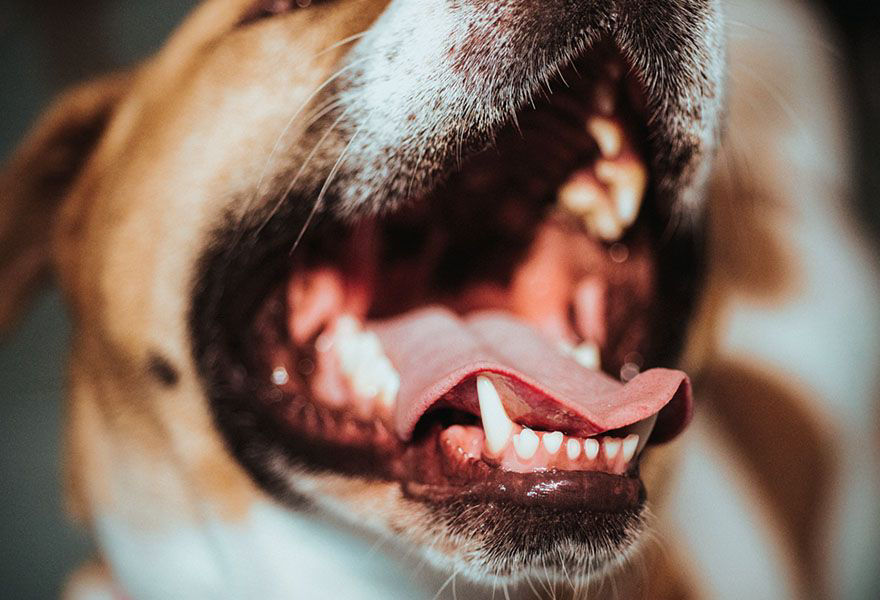 Close up of dog's teeth.