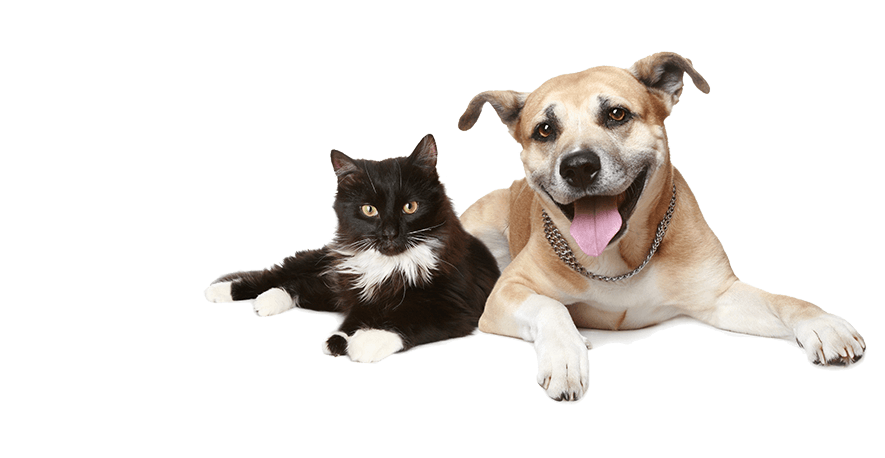 cat and dog