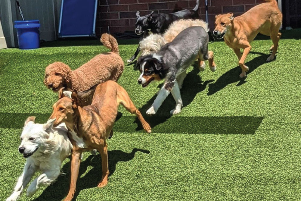 dogsrunning-boarding