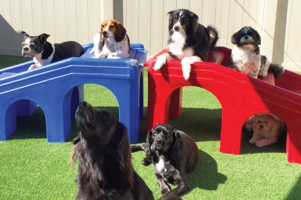 Dog Daycare | Doggy Haven At Bothell, WA