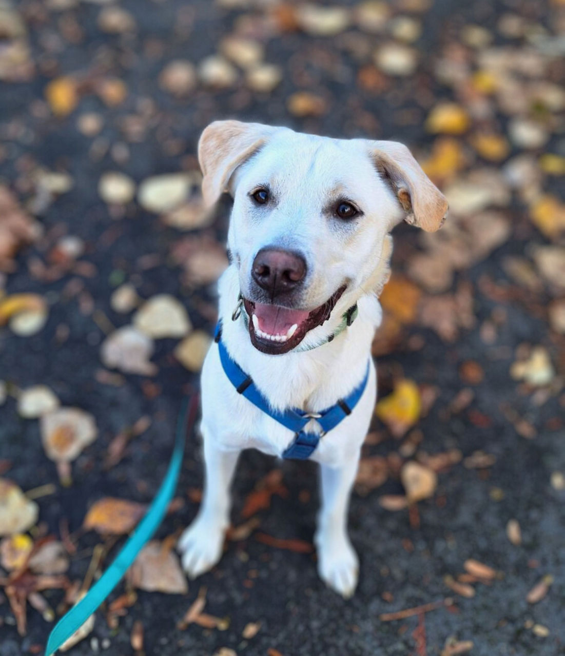 Sweet dogs having fun in park