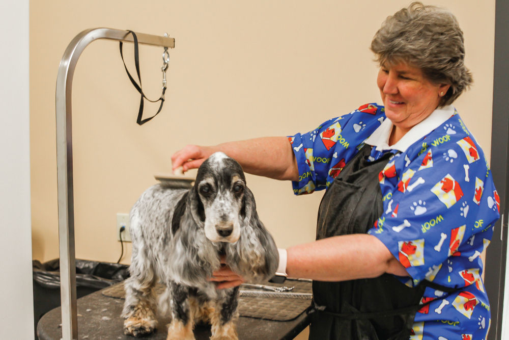 Groomer brushing dog.