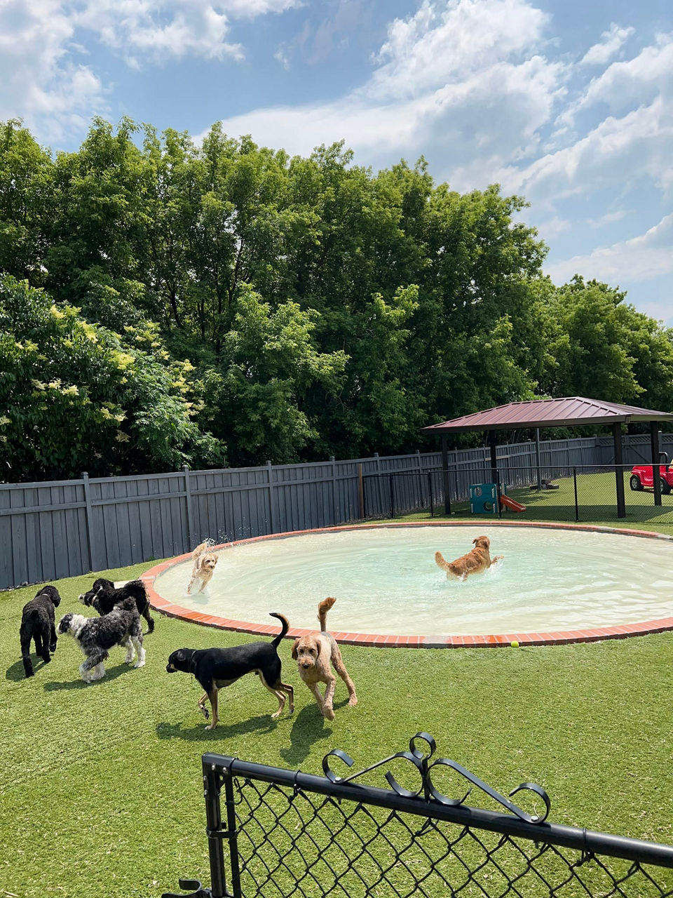 dog-chewing-orange-ball