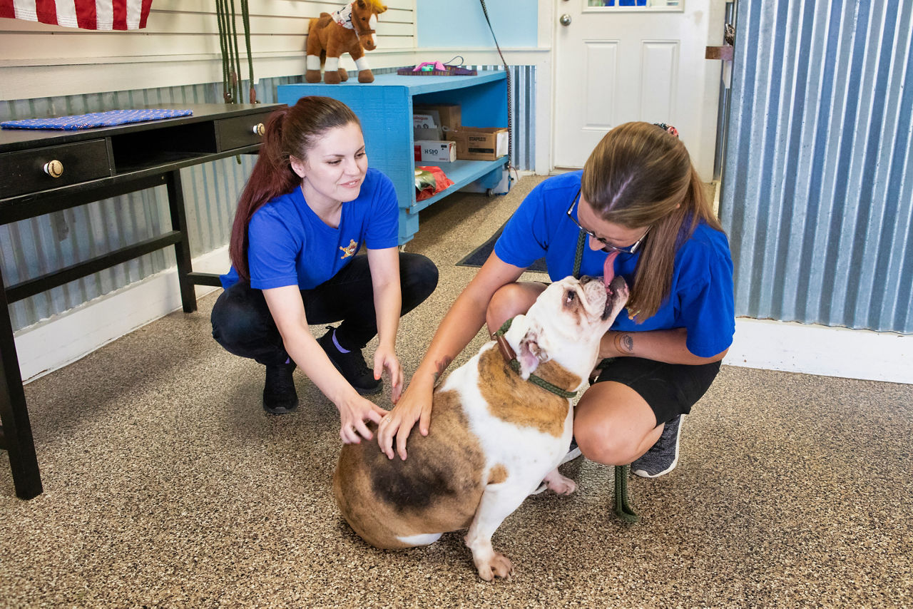 Staff playing with dog