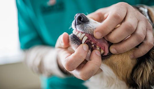 Vet examining dog's teeth.